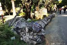 云南勐巴娜西珍奇园古木、树化玉，百千万亿年前的植物图片