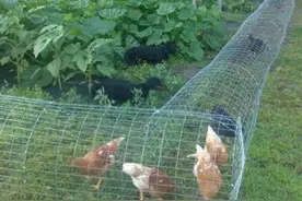 在农村搞种养结合，以菜养鸡和以鸡养菜，这种绿色生态模式可行吗图片