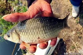 水域面积小，肥水，鱼起浮，详解死水塘的做钓思路和钓法选择图片