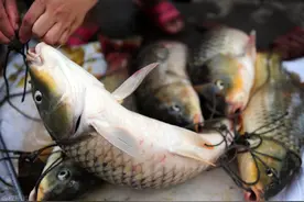 下半年鱼价崩盘？小龙虾7天涨19元，牛蛙亩赚万元，鳜鱼跟涨5元图片