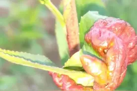说说桃树上目前的病虫害图片
