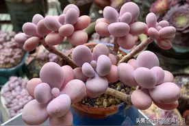 多肉桃蛋变成灰白色是要死了吗？不一定，可能只是天气变化造成的图片
