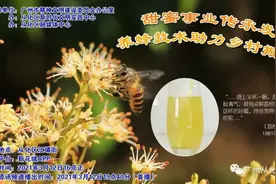 小蜜蜂“酿”出甜蜜生活！两次国家级会议见证从化养蜂事业“威水史”图片