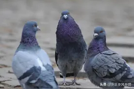 鸽子分公母的简单方法，只需看这三点，一眼就能分辨出来图片