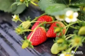 天仙醉草莓：果大美观 爽脆酸甜 抗病性强 早熟丰产图片