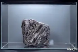 一颗石头秒变草缸？新手草缸之一石成景图片