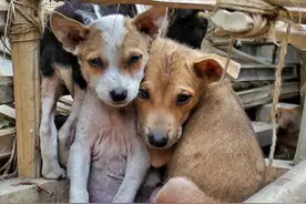 关爱流浪猫狗，必行之举图片