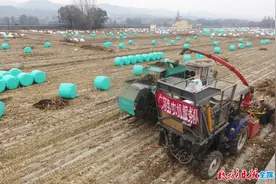 甘肃广河：玉米秸秆深加工 发展养殖又环保图片