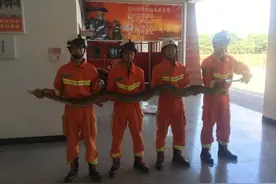 广东50斤巨蟒闯进村民家，结果怎样了？多大的蟒蛇能吞下成年人？图片