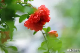 「散文」 石榴花开红艳艳图片