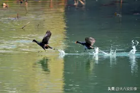 野生黑水鸡在荷塘极速飞舞，搅动一池春水，灵动身姿定格在镜头中图片