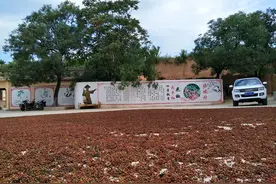 小颗粒做成大产业——山西省夏县四季飘香花椒专业合作社花椒产业纪实图片