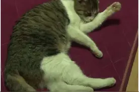 窥探流浪猫的一天 它们究竟是怎么生活的 结局哭笑不得图片