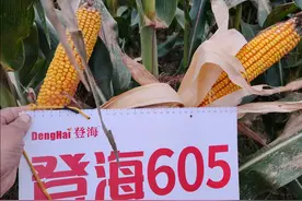 当前，黄淮海占主导地位的玉米品种有哪些？今天告诉你图片