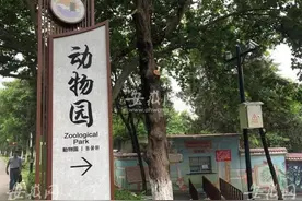 痛心！安徽蚌埠一动物园饲养员遭老虎袭击 不幸身亡图片