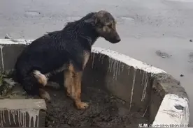 流浪狗不幸被车撞伤，强忍疼痛爬到路边，茫然无助的样子令人心疼图片