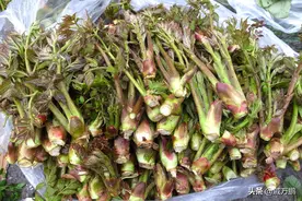 逛逛东北丹东的早市，来看看摆卖的15种山野菜你认识几种？图片