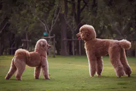 巨型贵宾犬吃什么狗粮好？图片