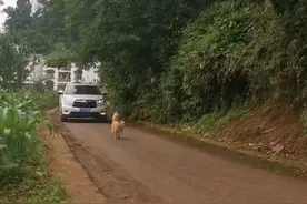 重庆一女子途经一千多公里回娘家，老家狗狗跑出迎接，场面太温馨图片