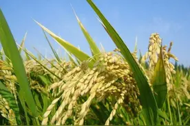 打破了9亿农民的惯例，女大学生卖米大赚500万，网友：人生赢家图片