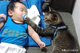 小铲屎官睡梦中揪住猫尾巴，猫咪不但不生气，还主动抱住他图片