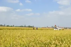 江苏省农业农村厅厅长杨时云：如何在集体产权制度改革上带头领向？图片