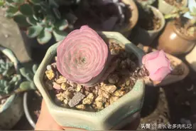 多肉植物山地玫瑰夏季会休眠，那么它们什么时候才会苏醒过来呢？图片