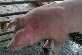 猪身上发红不吃食怎么回事？猪身上发红不吃食没精神，注意这些病图片