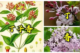 丁子香不是漫山遍野丁香花，来认识下这个充满中国味的异域香料图片