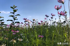 阿克苏：留住风景  却留不住爱恋图片