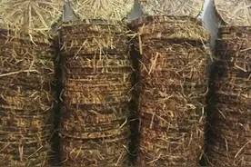 茶枯洗头治脱发，洗头第七次图片