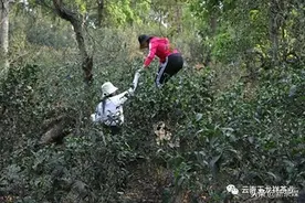 云南普洱魅力之丨茶山旅游吃喝玩乐最全攻略图片