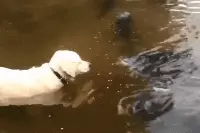 搞笑GIF：阿三不愧是阿三，削土豆的方式也跟正常人不一样。图片