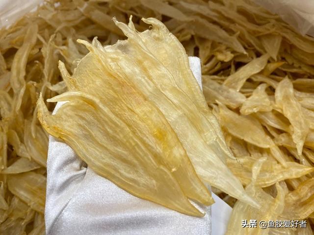 双背鱼胶的功效及吃法 2026年双背鱼胶的功效及吃法与禁忌 双背鱼胶的功效及吃法 2026年双背鱼胶的功效及吃法与禁忌