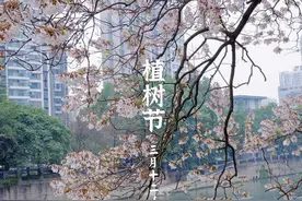 红星桥的泡桐花已开好，速来图片