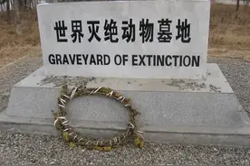 “世界灭绝动物墓地”，一首物种灭绝的哀歌。图片