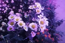 人淡如菊 闲暇安然图片