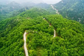 地球上的森林面积增加1倍后会发生什么？人类将难以承受后果图片