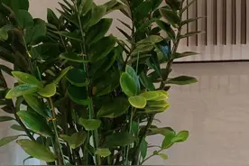 白芍是补血药，用白芍时为什么会腹痛拉肚子？图片