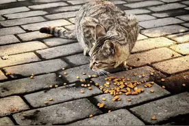 猫猫的日常，今天你撸猫了吗？图片