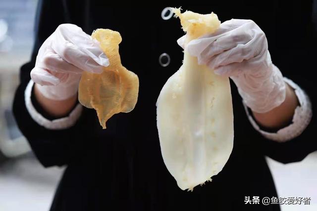 花胶一周吃几次好 2026年花胶一周吃两次有用吗