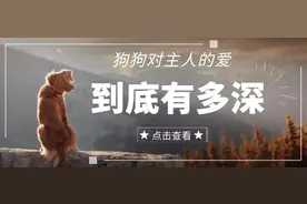狗狗：我对你的所有深爱都只是秘密图片