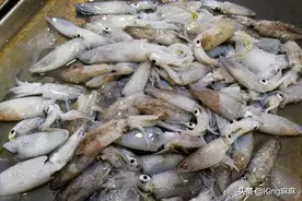 春天到，别忘了吃“开春第一鲜”，和豆腐是绝配，简单一炖，特鲜图片