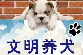 柯基咬伤泰迪 调解化解纠纷图片