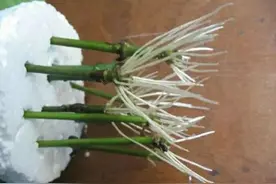 剪根枝条丢到水里，七天个个可生根图片