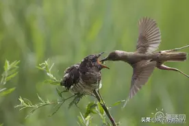 鸠占鹊巢的故事图片