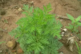 散发着臭味的臭蒿子，却可以用来制作甜味面酱，是何道理？图片