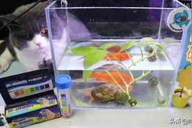 简单的工具，烧脑的套路，从鱼缸测试剂看观赏鱼领域的雷区与禁区图片
