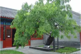俗语“门前种三树，家兴旺三代”，是哪三种树？门前种什么树好？图片
