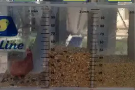 华裕专家说 | 不同玉米粉碎粒度对蛋鸡生产性能的影响图片